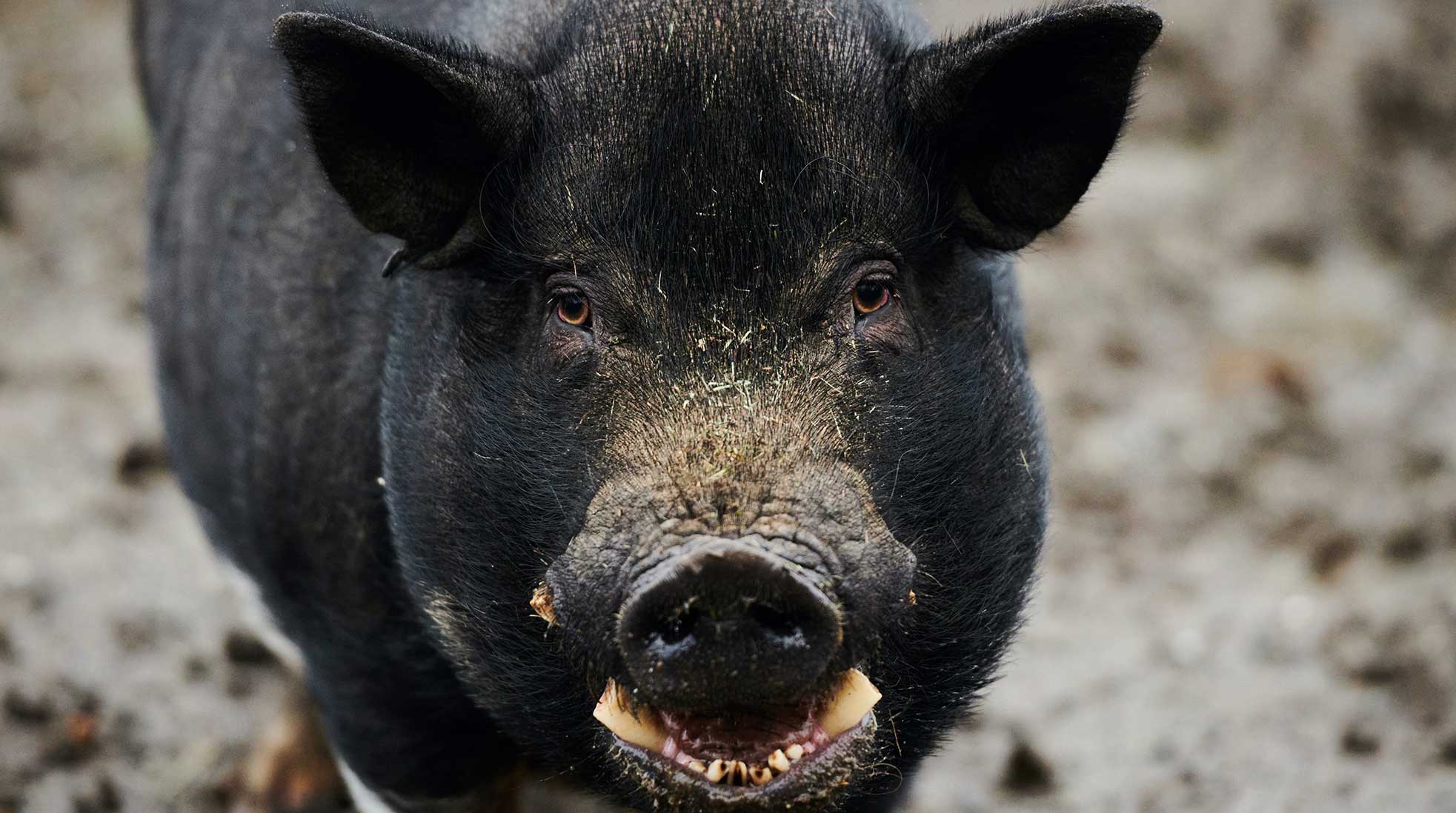 En guvernörs grisfarm hamnade i strålkastarljuset efter en granskning. Svinet på bilden har inget med händelsen att göra. Foto: Steve Smith/Unsplash